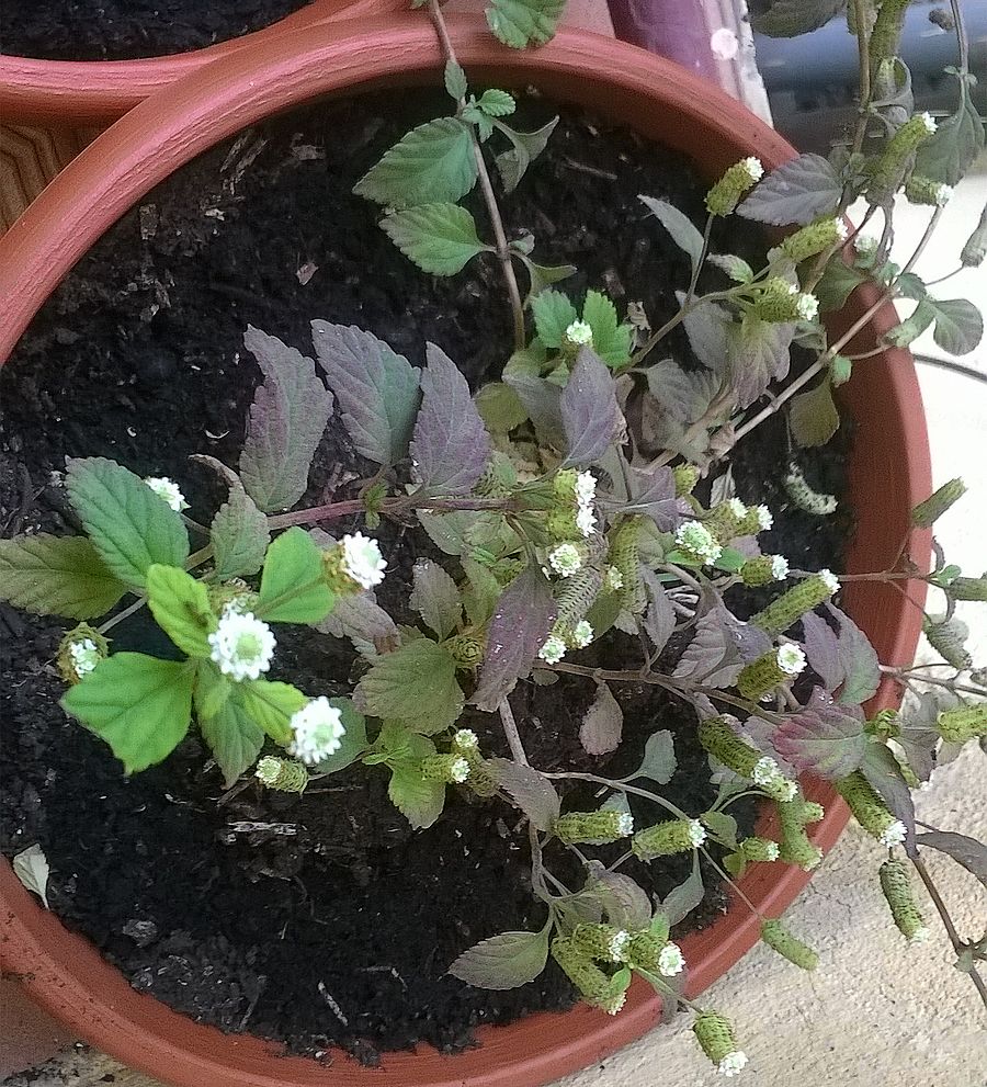 pianta dello zucchero